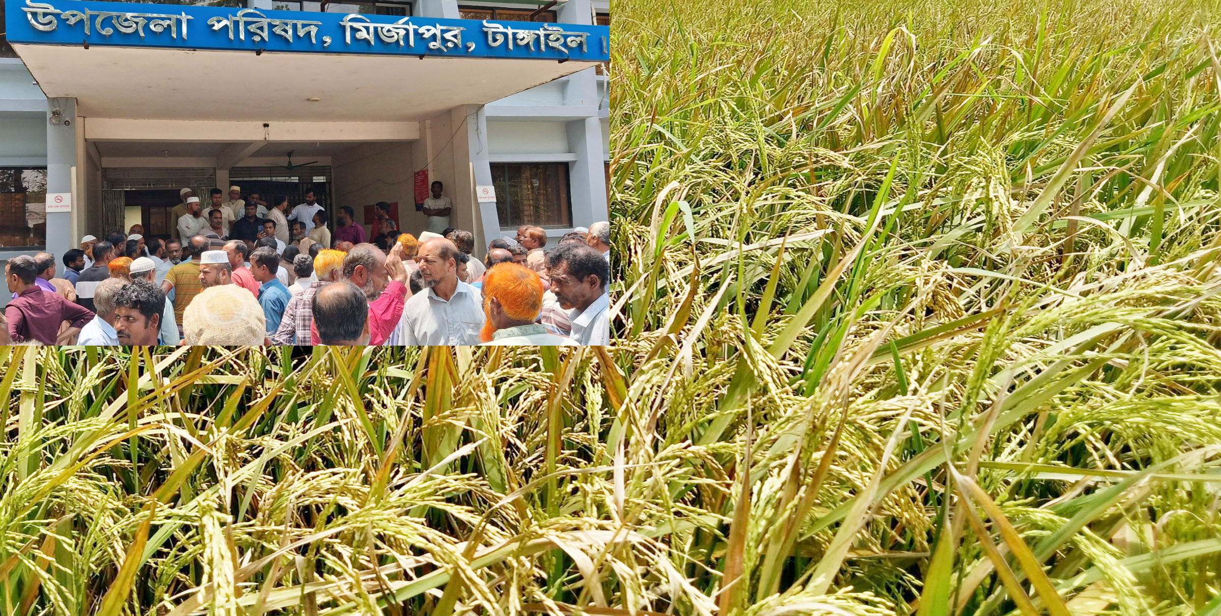 মির্জাপুরে ইটভাটার বিষাক্ত ধোয়ায় বোরো ধান পুড়ে ক্ষতি, ইউএনও অফিসে বিক্ষোভ সমাবেশ