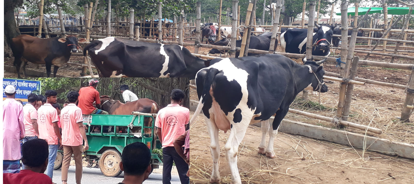 মির্জাপুরে কাইতলা পশুর হাট নিয়ে গভীর ষড়যন্ত্র বিপাকে ইজারাদার সরকারের রাজস্ব হারানোর আশংকা